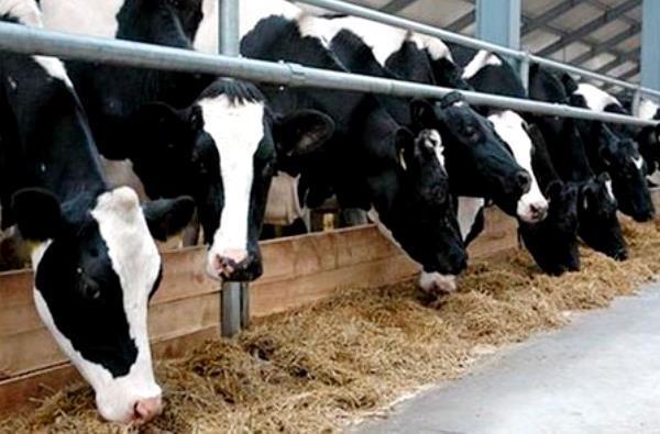 Market: Russia, China Project description: the construction of ten cattle-breeding complexes : Primorski Krai Investor: Zhongding Dairy Farming