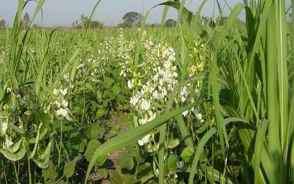 Intercropping Intercropping help in optimum land utilization crops like wheat, potato,