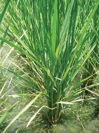 System of Rice Intensification (SRI) showed the way!