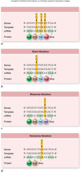 transversions also called missense mutations nonsense mutations create