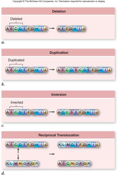 Mutation: Altered Genes triplet repeat expansion mutations involve a sequence of 3 DNA nucleotides that are repeated many times triplet repeats are associated with some human genetic diseases the