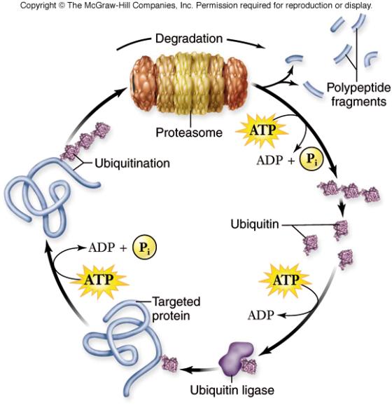Protein Degradation Proteins are produced and degraded continually in the cell.