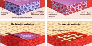 Regenerative Cell Technologies Induced pluripotency Cell signaling Infection/inflammation CRBE: Strategic Plan Engineering Technologies Translation technologies Development of animal models