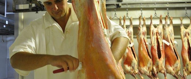 Advanced Carcase Fat Measurement (GR) Measuring GR fat depth Measuring GR fat depth applies to any AUS-MEAT accredited processor that employs certified staff, and in particular companies where