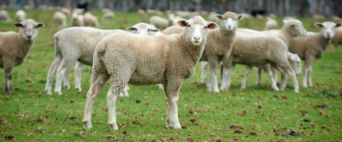 SHEEPMEAT - ALTERNATIVE CATEGORIES (SHEEP)