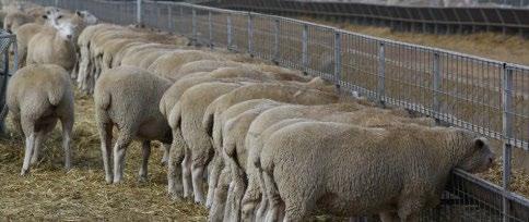 GRAIN FED LAMB AND HOGGET The Livestock Production Accreditation Scheme (LPAS) administers the certification and specification requirements for Grain Fed Lamb and Hogget.