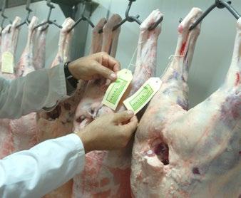 TRADING LANGUAGE The AUS-MEAT Language is a common language which uses objective description to describe meat products accurately to meet market requirements both nationally and internationally.