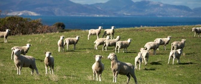 AUSTRALIA'S SHEEPMEAT INDUSTRY Australia is one of the world s leading producers of lamb and mutton, the world s largest exporter of mutton and the second largest exporter of lamb.
