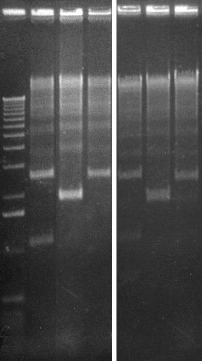 1 2a 3a 4a 2b 3b 4b 5 6 7 KB KB 4.0 3.0 2.0 1.6 1.0 0.5 0.2 0.1 0.5 2A 2B 2C Figure 2. Examples of cloned DNA size and orientation determination.