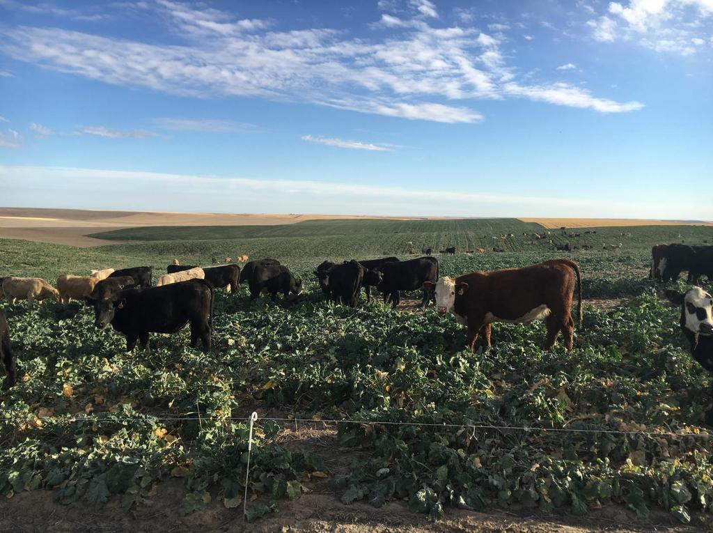 Grazing Early Planted Winter Canola Grazing Density: Thanks to Rob Dewald, John Pearson Winter Canola