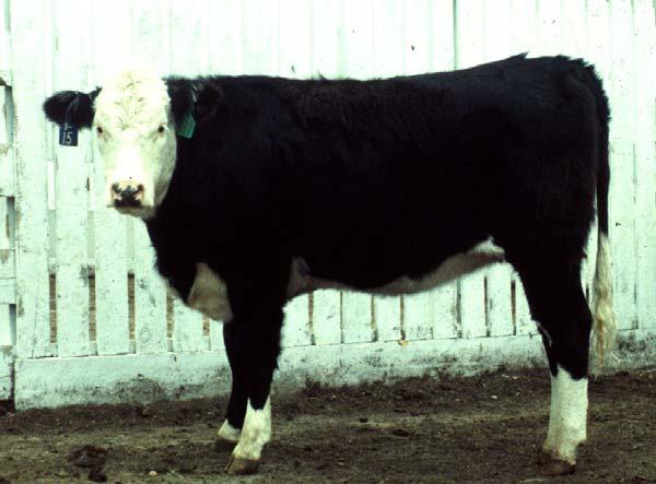 Selecting and Sourcing Replacement Heifers 10 to 20% of a cowherd is replaced annually.