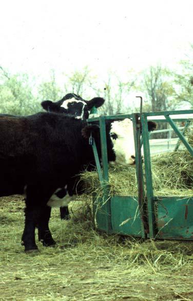 Cost of Raising Heifers Opportunity cost of the Heifer Winter Feeding (N-A) Summer Grazing (M-O) Fall Feeding (N) Variable Expense Fixed