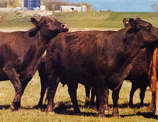 Select & cull Heifers for Maternal Traits Longevity Feet and leg structure Disposition Age of dam Breeding