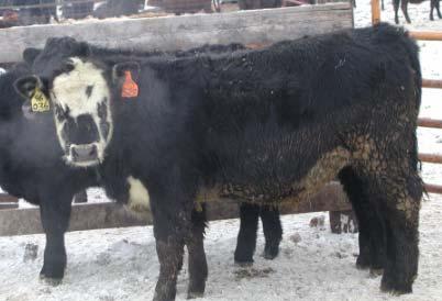 Select Heifers that add Value Feedlot Growth Yearling weight Post wean ADG Frame score