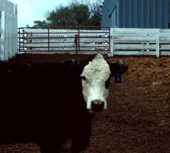 Selection and management of herd replacements is extremely important Decisions