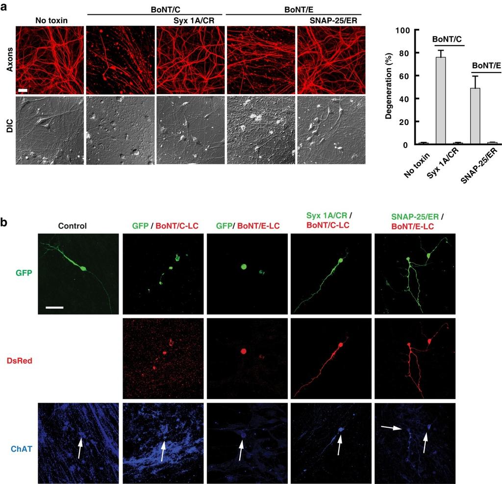 Supplementary Figure S8. Syx 1A/CR and SNAP-25/ER prevent toxin-induced degeneration of rat and human motor neurons.
