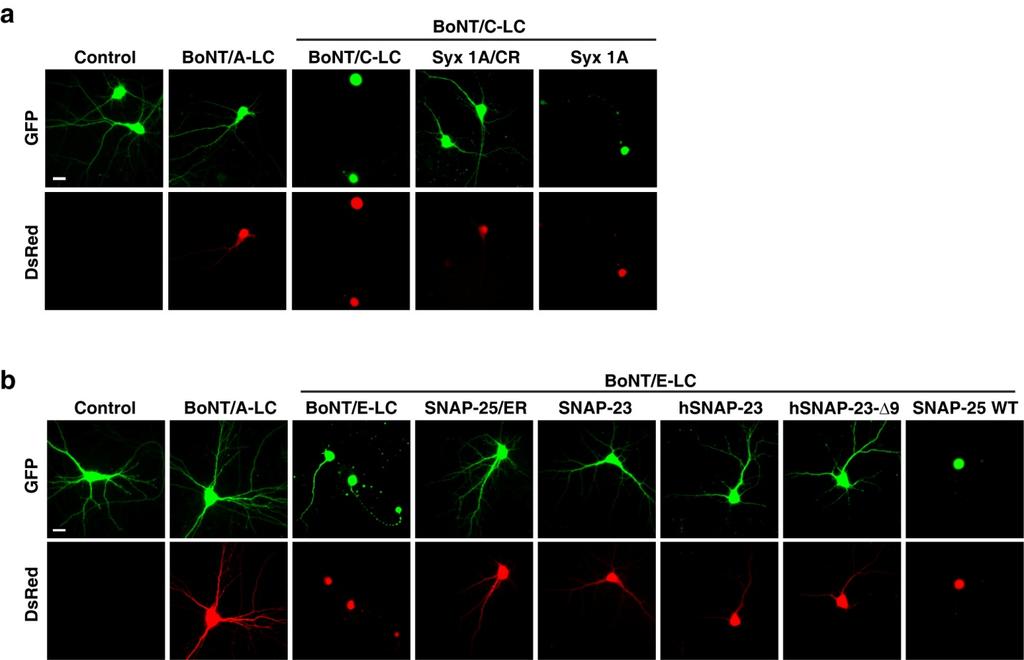 Supplementary Figure S7. BoNT-resistant Syx 1 and SNAP-25/23 prevent degeneration of neurons transfected with BoNT LCs.