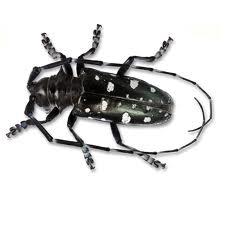 Invasive Species and Biodiversity Invasive Species found in Ontario Image Invasive Species Effects on Ecosystem Asian longhorn beetle Chinese insect