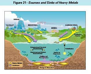 Environment Metal Speciation and Toxicity In order for metals to cause toxicity, they must be