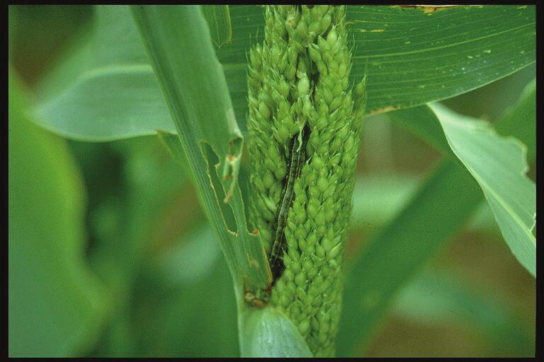 Attacked Development: Corn earworm Fall armyworm Larvae Whorl, Panicle