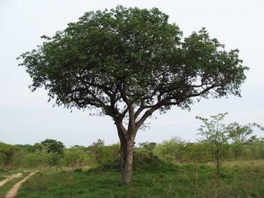The region is known to have protected tree species, on the initial site investigation the Leadwood, Marula and Violet tree was found on site refer to figure 10 below.