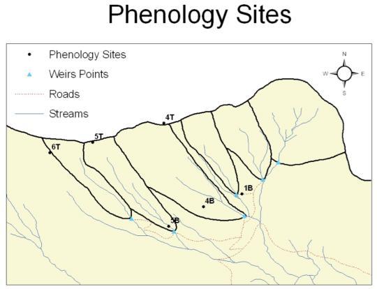 Another area of monitoring at Hubbard Brook is phenology. Phenology is the study of periodic plant and animal life cycle events and how they change over time.