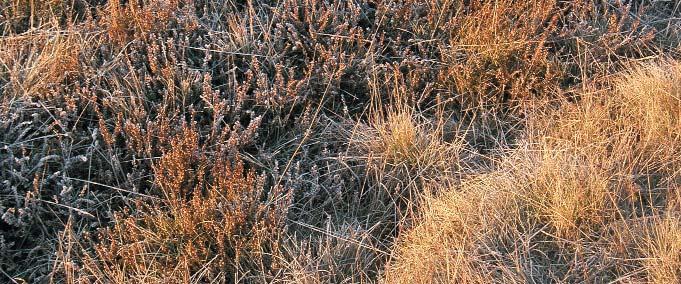 Lowland grass and Heath UK HAPs included: lowland calcareous