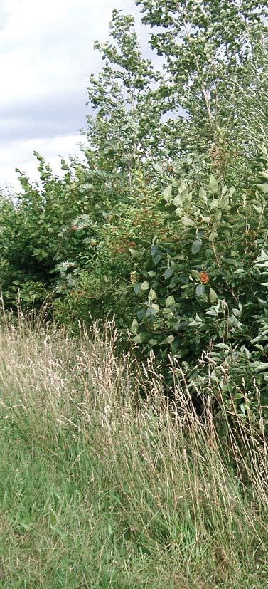 N/A UK HAPs included: ancient and/or species rich hedgerows Maintain: