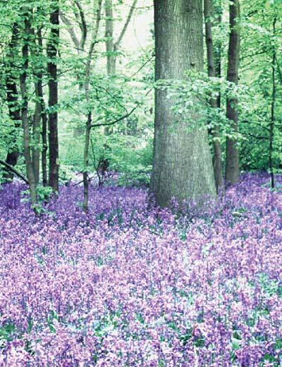 The East of England priority Semi-natural woodland UK HAPs included: lowland wood-pasture and parkland, lowland mixed deciduous woodland (most ancient woodland) and wet woodland 1.