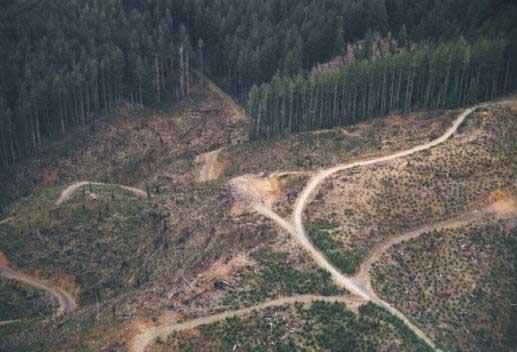 Habitat Loss As human populations grow, destruction and fragmentation of habitats occur.