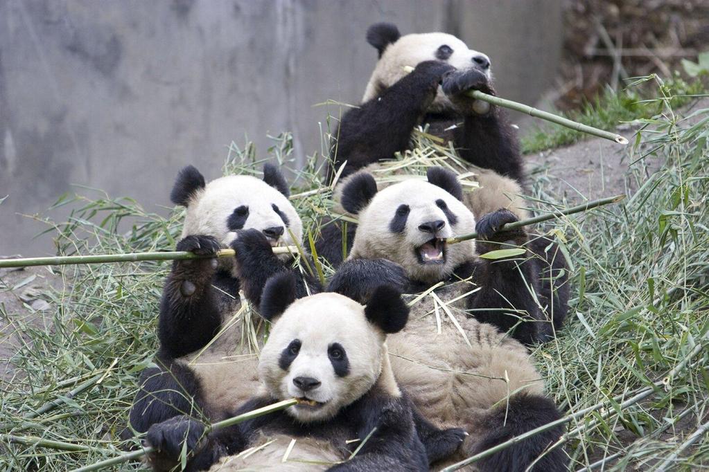 Deforestation Giant panda's are endangered as