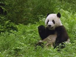 Bamboo, the primary food for pandas, has