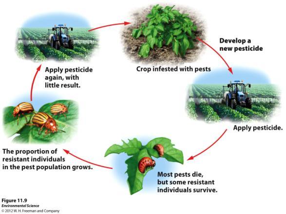 Pest population may evolve resistance to pesticides over time Pesticide treadmill- the cycle of pesticide