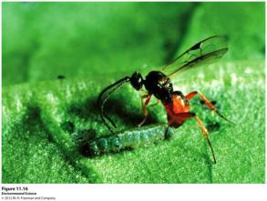 observation, catch pest infestations in early stages and treat using natural controls or small dosage of pesticides Saves money as well Downside: Farmers must be trained in IPM Wasp laying eggs in