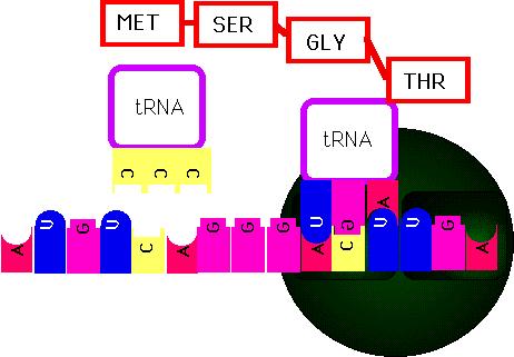 A graphic to show you translation to sequence the protein