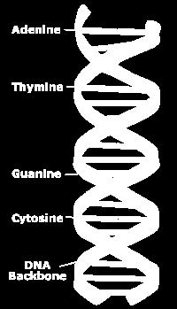 CHARGAFF S RULES A = T G = C At time no one knew why now we know its because Adenine always bonds across with THYMINE