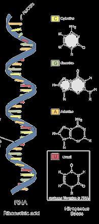 RNA- the Other Nucleic Acid Also made of nucleotides Sugar is ribose instead of deoxyribose.