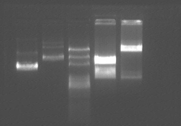 DNA Gel purification: laci and arac PCR product purification: 6 RBS DNA ligation: System 10uL: Insert 4uL, vector 1uL, water 3uL, buffer 1uL, T4 DNA ligase 1uL 16 4 hour Insert: laci; arac; tetr