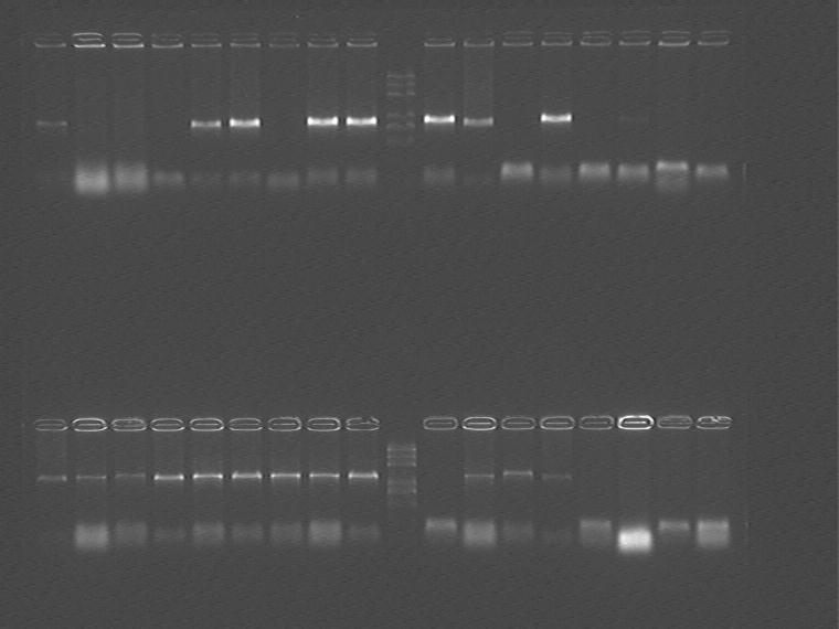 Products of PCR marker: 100bp 250bp 500bp 750bp 1kb 2kb 3kb 5kb voltage and time: 60V 5min; 120V 15min Up row: lane 1~3: tetr+rbs1 1~3; lane 4~6: tetr+rbs2 1~3; lane 7~9: tetr+rbs3 1~3; lane 10: