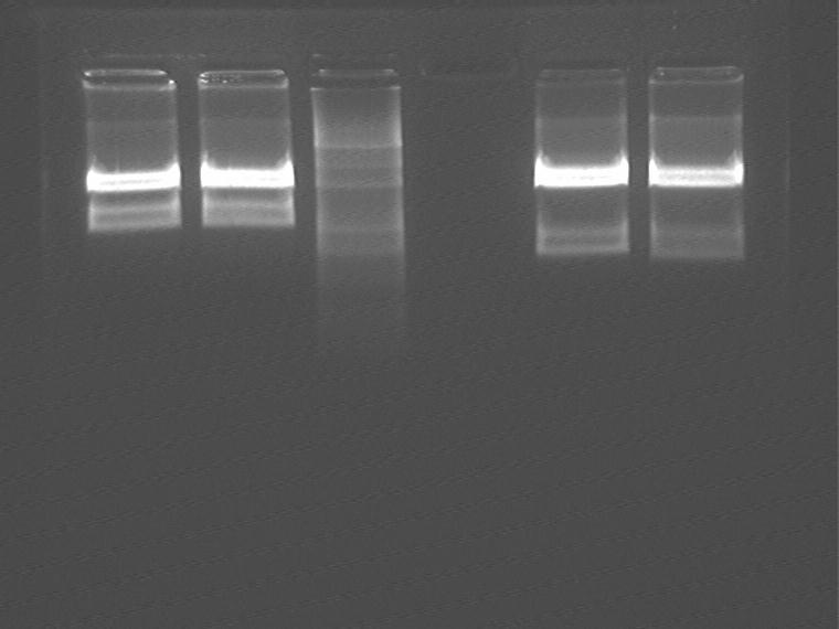 DNA ligation: System 10uL: Insert 6uL, vector 2uL, buffer 1uL, T4 DNA ligase 1uL 16 4 hour Insert: L1 L2 t2 t3; Vector: terminator digested by EcoR1 and Xba1 (provided by Haoqian Zhang & Guosheng