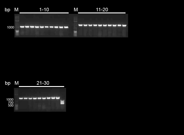 In 1% gel Fig. 1.5 Test-restriction of Colony-PCR with Pst1 (in 1% agarose gel) 1-10: mmoc; 11-20: mmox