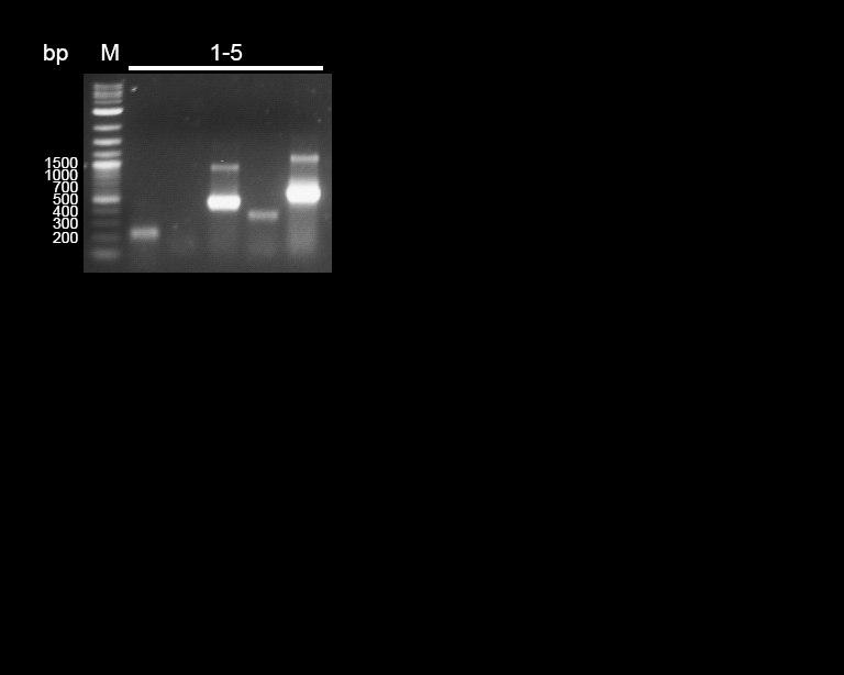 Fig. 1.1 Colony-PCR 1: groel (Exp. Length 1659 bp); 2: groel2 (Exp. Length 1733 bp); 3: groel3 (Exp. Length 1659 bp); 4: mmoc (Exp. Length 1101 bp); 5: mmox (Exp. Length 1638 bp); 6: mmoy (Exp.