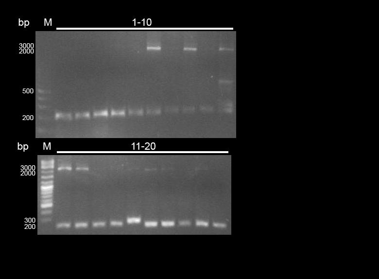 3 56 C 0:20 4 72 C 1:10 5 Goto step 2 24x 6 72 C 3:00 7 16 C For ever Restriction of Pst1-sites (per sample): - 10 µl PCR-sample - 2 µl Cutsmart-Buffer - 0,2 µl Pst1 x60 as master mix -