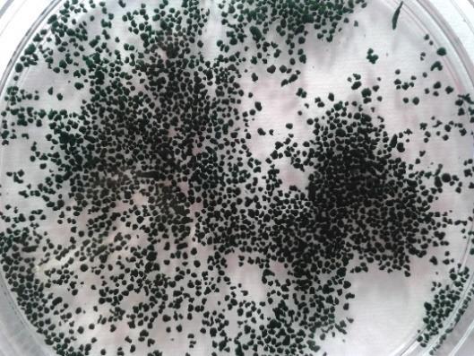 iv) Results Results 2017: Identification of physical, morphological and functional particularities of mixed microalgae activated sludge granules Objectives: Gaining new knowledge on the basics of the