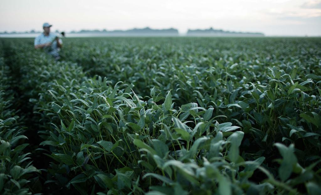 2 TX 3 1 MO AR LA 7 4 9 2 5 6 8 MS TN 3 10 Farmers growing soybeans in the Mid-South region often face similar issues as their counterparts across state lines.