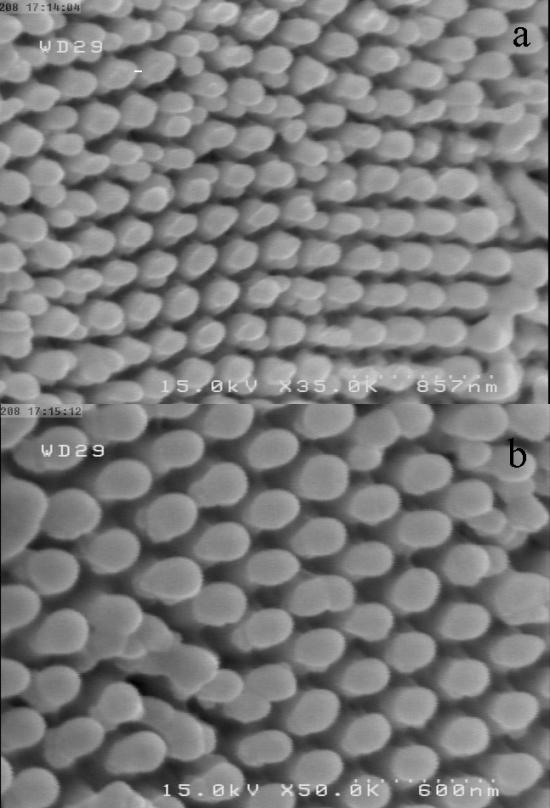 Fig. 4. The SEM micrograph image of nanopore when pore widening was carried out for 50 min in 0.5 M phosphoric acid (H 3 PO 4 ) at 30 C.