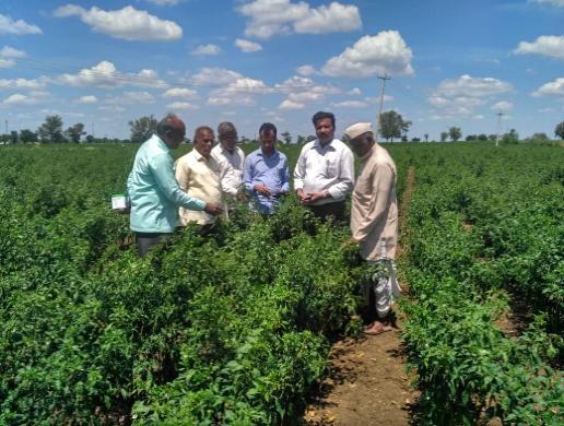 Hyderabad FIELD VISIT OF SCIENTISTS TO FARMERS FIELDS CFLD-Sunflower Advisory services on Chilli crop