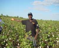 cotton crop in Zimbabwe is mostly grown under contract arrangements with ginners providing inputs and buying the seed cotton so produced.