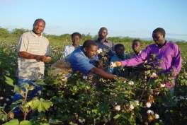Zimbabwe cotton (Cotton Ginners Association (CGA), Zimbabwe) COTTON AND ITS BY-PRODUCTS SECTOR