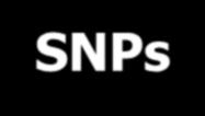 What is a SNP?